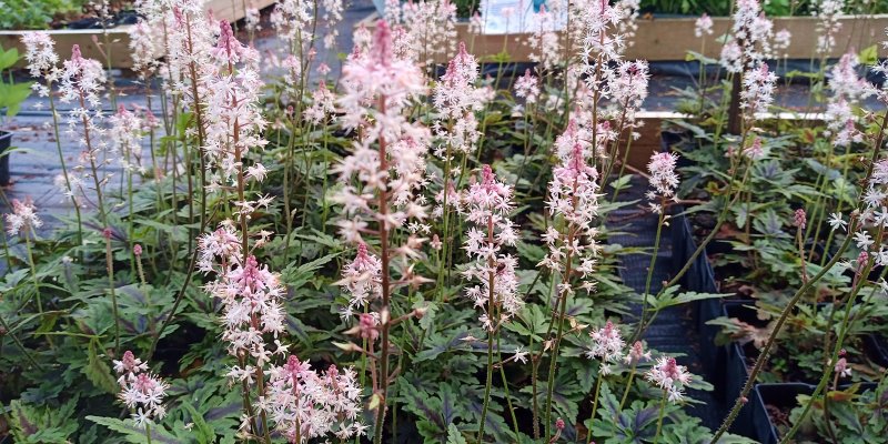 Tiarella 'Angel Wings' Tiarell